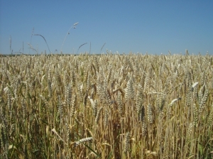 Hauptsächliches Arbeitsfeld des Meierhofes ist der Anbau, die Verarbeitung und Vermarktung alter Getreidesorten