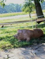 Werden Sie ab sofort Pate bzw. Patin von einem unserer Freiland-Schweine (Duroc-Landschwein) und ermöglichen Sie dadurch den Schweinen ein „sauwohles“ Leben!